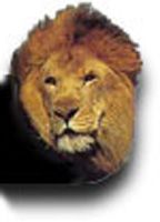 LionHead-reverse