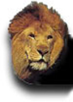 LionHead