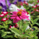 close-up picture of a pink flower.